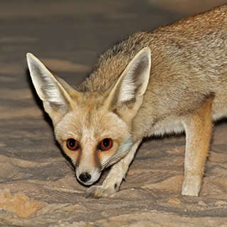 Wadi Biddendee - Sand fox
